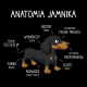 Anatomia jamnika - męska bluza na prezent