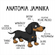 Anatomia jamnika - damska koszulka na prezent